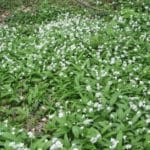 Naturopathie définition