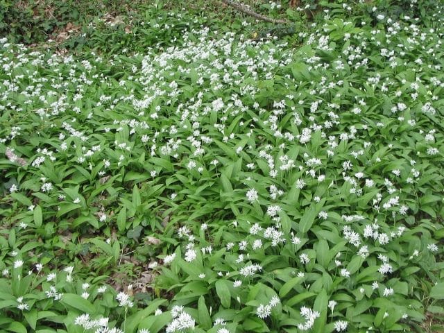 Naturopathie définition