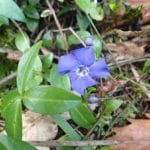 Petite pervenche-Vinca minor