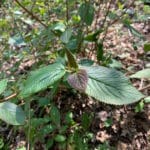 Viorne lantane Bourgeon et feuilles Ecouteta nature