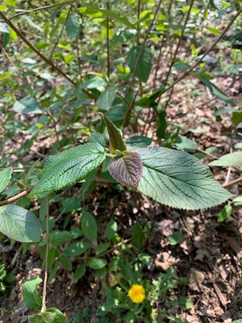 Viorne lantane Bourgeon et feuilles Ecouteta nature