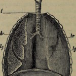 Respiration diaphragmatique : un chemin vers la sérénité