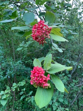 Viorne lantane, Viburnum lantana, fruits