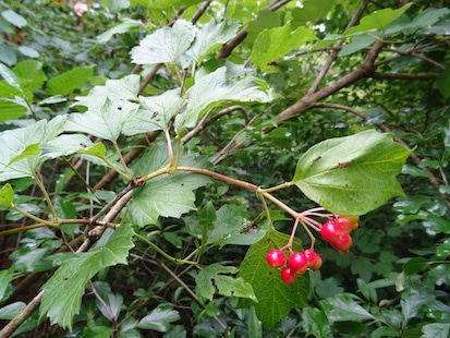 Viorne obier, Viburnum opulus, en fruits
