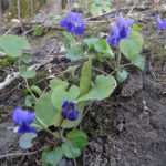 Respiration printanière