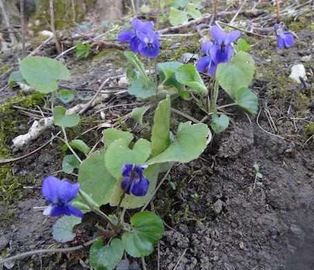 Respiration printanière