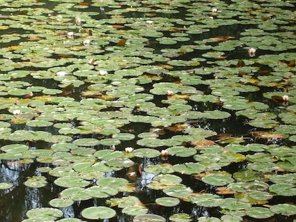 Respiration abondance