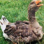 Respiration dynamique