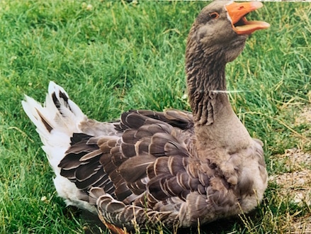 Respiration dynamique