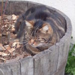 Respiration visualisation