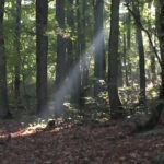 sophrologie marche consciente dans la nature