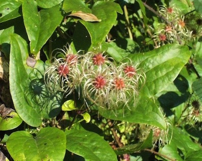 Clematis en fruits.jpg Clematis en fruits