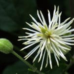 Fleur de Bach Clematis