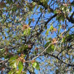 Fleur de Bach Cherry plum