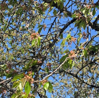 Fleur de Bach Cherry plum