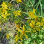 Plantes et huiles cicatrisantes