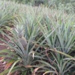 Bromélaïne d'ananas