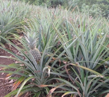 Bromélaïne d'ananas