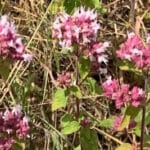 Origan ou Marjolaine?