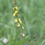 Agrimony Fleur de Bach