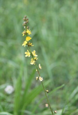 Agrimony Fleur de Bach
