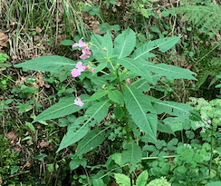 Fleur de Bach Impatiens