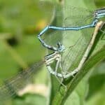 Reproduction de libéllules Platycnemis pennipes