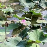 Chakra racine symbolisé comme une fleur de lotus