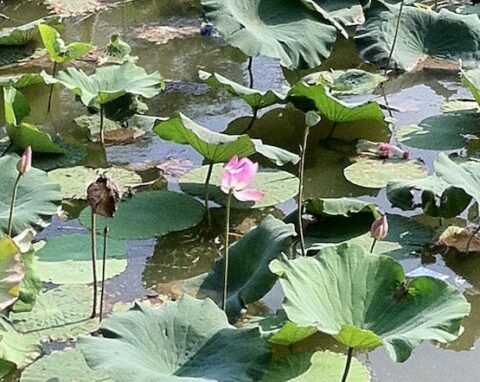 Chakra racine symbolisé comme une fleur de lotus