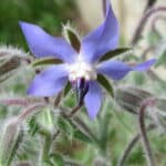 Borago officinal ou bourrache, illustrant le sixième chakra