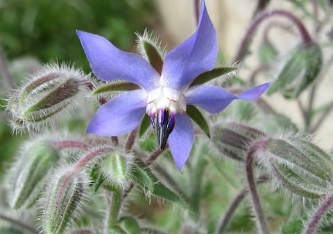 Borago officinal ou bourrache, illustrant le sixième chakra